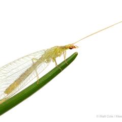 MYN Green Lacewing 1 